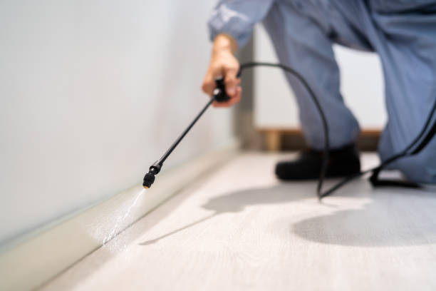 Licensed Wasp Removal service in Champaign, IL - Show Me Pest Control